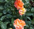 Роза Oranges and Lemons (Оранжс энд Лемонс) — фото 3