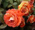 Роза Oranges and Lemons (Оранжс энд Лемонс) — фото 12