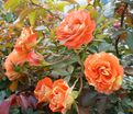 Роза Oranges and Lemons (Оранжс энд Лемонс) — фото 13