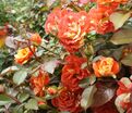 Роза Oranges and Lemons (Оранжс энд Лемонс) — фото 16