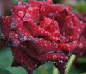 Роза Royal velvet (Роял велвет) — фото 4