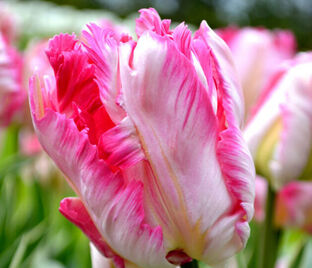 Тюльпан Силвер Пэррот (Tulipa Silver Parrot)