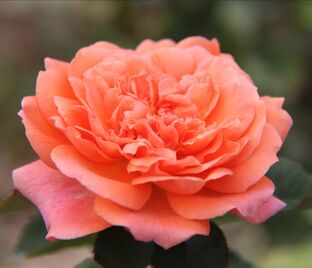 Роза Amour de Molene (Амур де Молен) — фото 1
