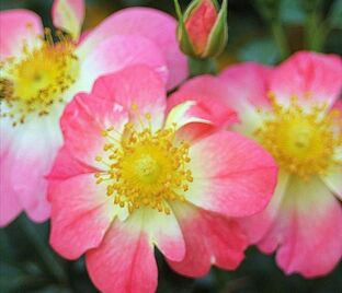 Роза Bienenweide Bicolor (Биненвайде Биколор) — фото 1
